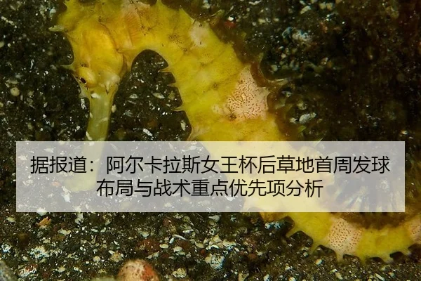 ju-bao-dao-a-er-ka-la-si-nv-wang-bei-hou-cao-di-shou-zhou-fa-qiu-bu-ju-yu-zhan-shu-zhong-dian-you-xian-xiang-fen-xi-2-289.jpg